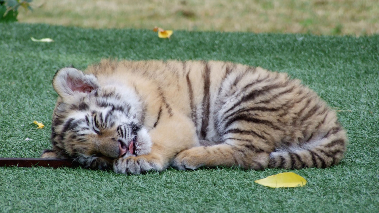Hatalmas fordulat: végre megvan a tiszafüredi drograzzia kis tigrisének új otthona