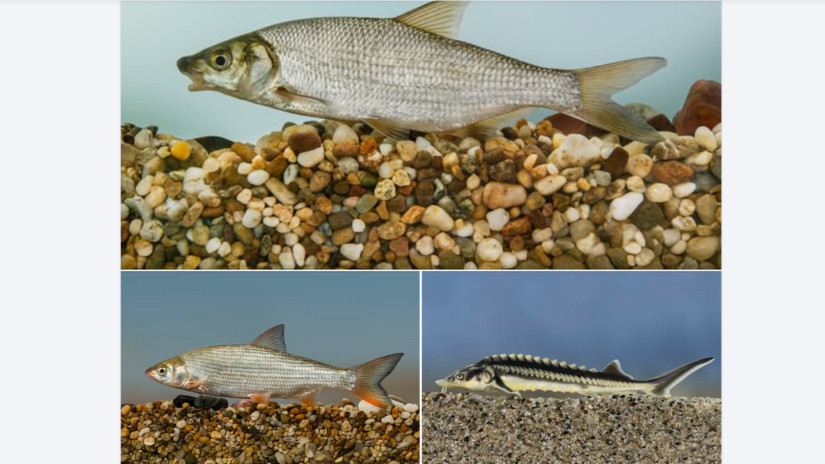 Indul a szavazás, most még te is eldöntheted: mi legyen az Év hala 2026-ban?