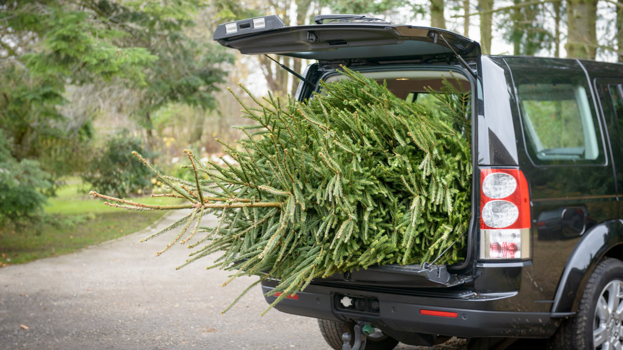 Nagy bajba kerülhet, aki így vesz karácsonyfát 2025-ben: bírság lehet a vége, ha megfeledkezel erről a szabályról