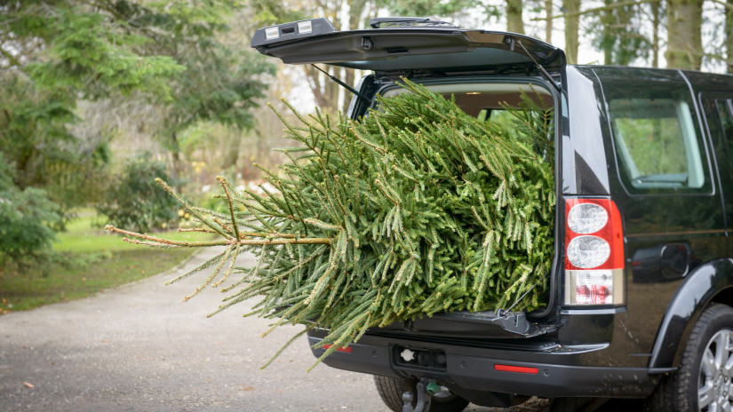 Nagy bajba kerülhet, aki így vesz karácsonyfát 2025-ben: bírság lehet a vége, ha megfeledkezel erről a szabályról