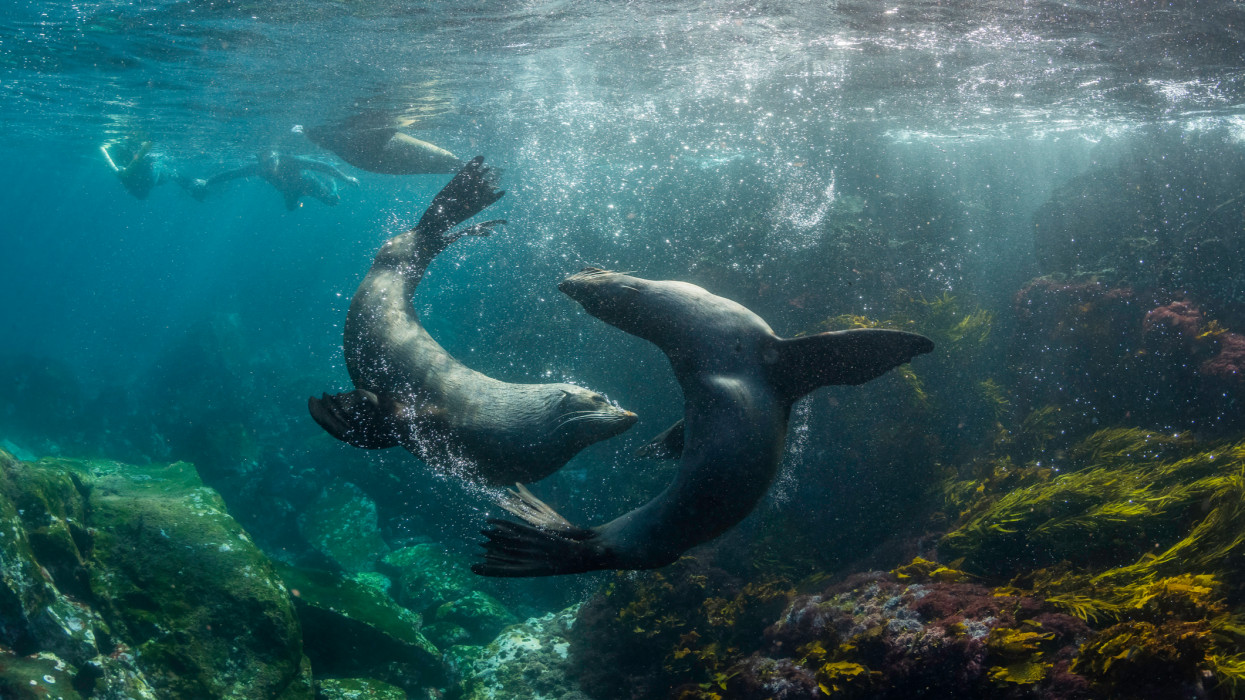 Íme, 2025 legcukibb hazai videója, ami rekordlájkokat kapott: ezért imádja mindenki Pollyt és Tobyt