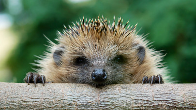Gyilkos hiba lehet: ne itasd tejjel a téli sünit – ezt tedd helyette, ha felbukkan a kertedben!