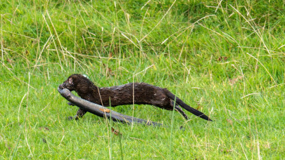 Új invazív csúcsragadozó terjed észrevétlenül Magyarországon: már a Szigetközt is elfoglalta