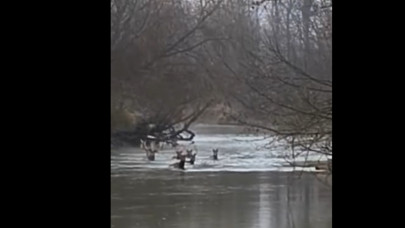 Döbbenetesen szép látvány: szarvascsorda úszott át a Rábán, a horgász előkapta a telefonját + Videó
