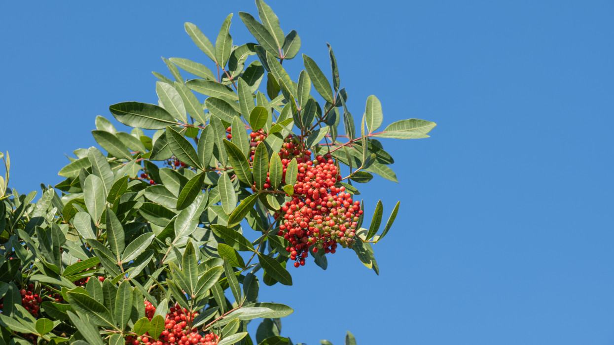Vége a hagyma egyeduralmának Makón? Meglepő egzotikus gyümölcs hódítja meg a várost