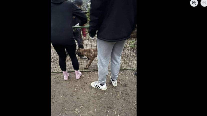 Döbbenetes állatkínzás Mogyorósbányán: brutális körülményekből menették a kutyákat + fotók