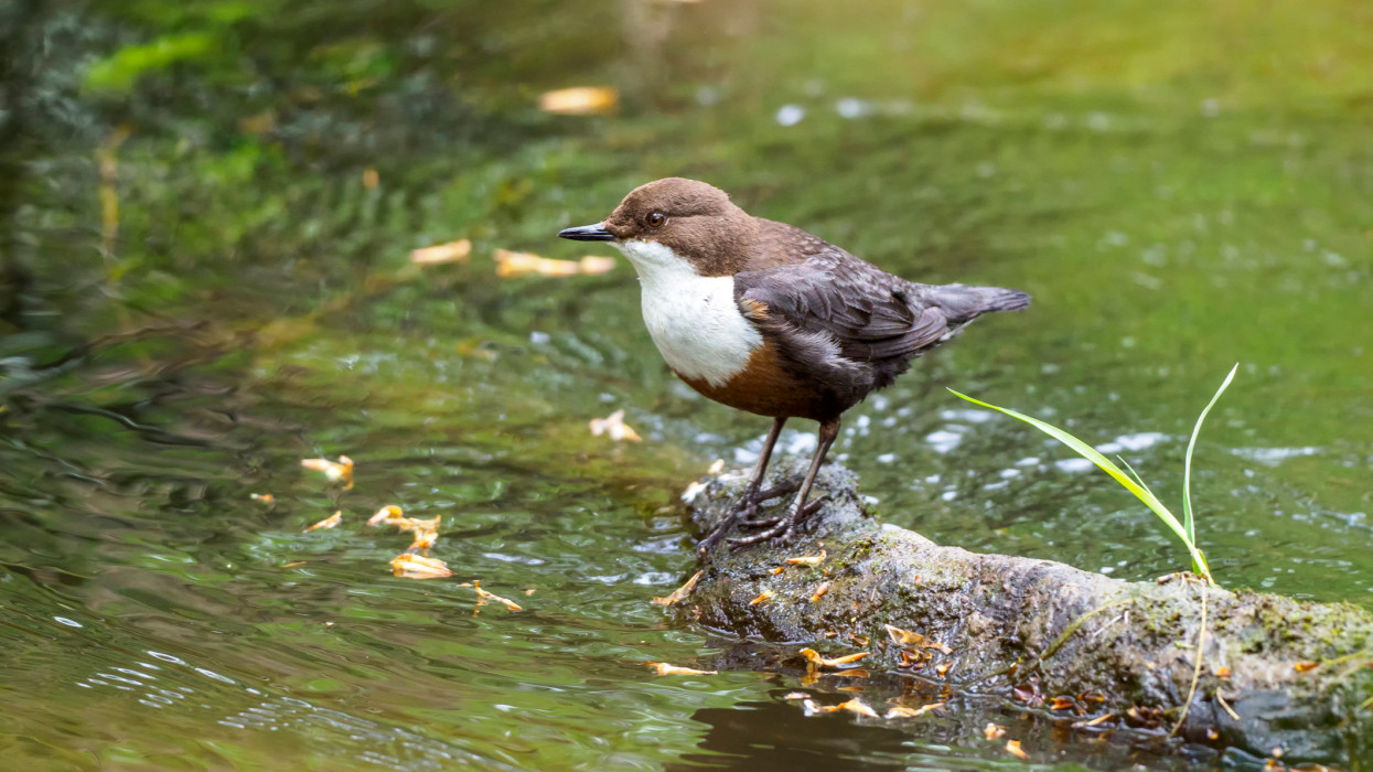 Szenzáció a Bükk lábánál: 500 ezer forintos értékű ritkaság bukkant fel a Szinva-patakon