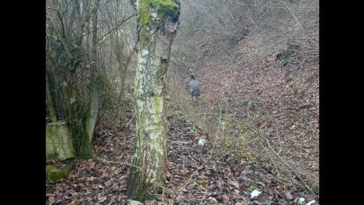 Veszélyes szökevény lepte meg a hevesi falut: utcán szaladgált az egzotikus óriásmadár