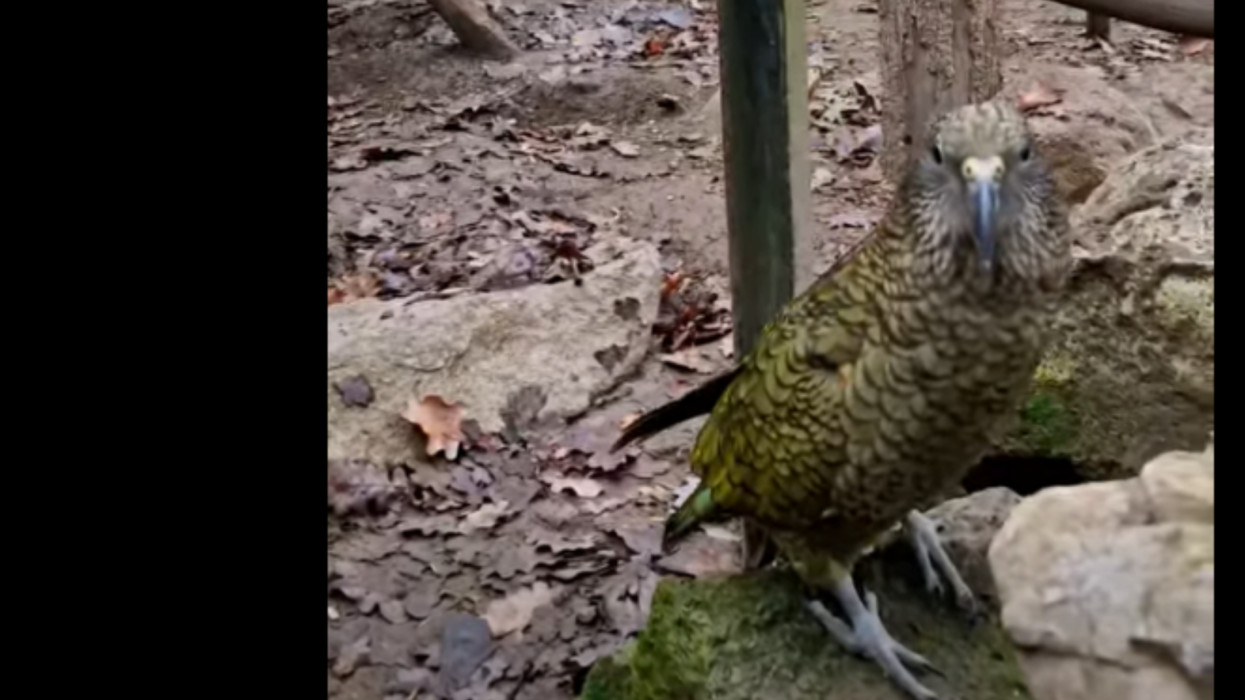 Nézzétek, vége a magánynak! Fiatal kea leányzó költözött a vidéki vadasparkba + Videó