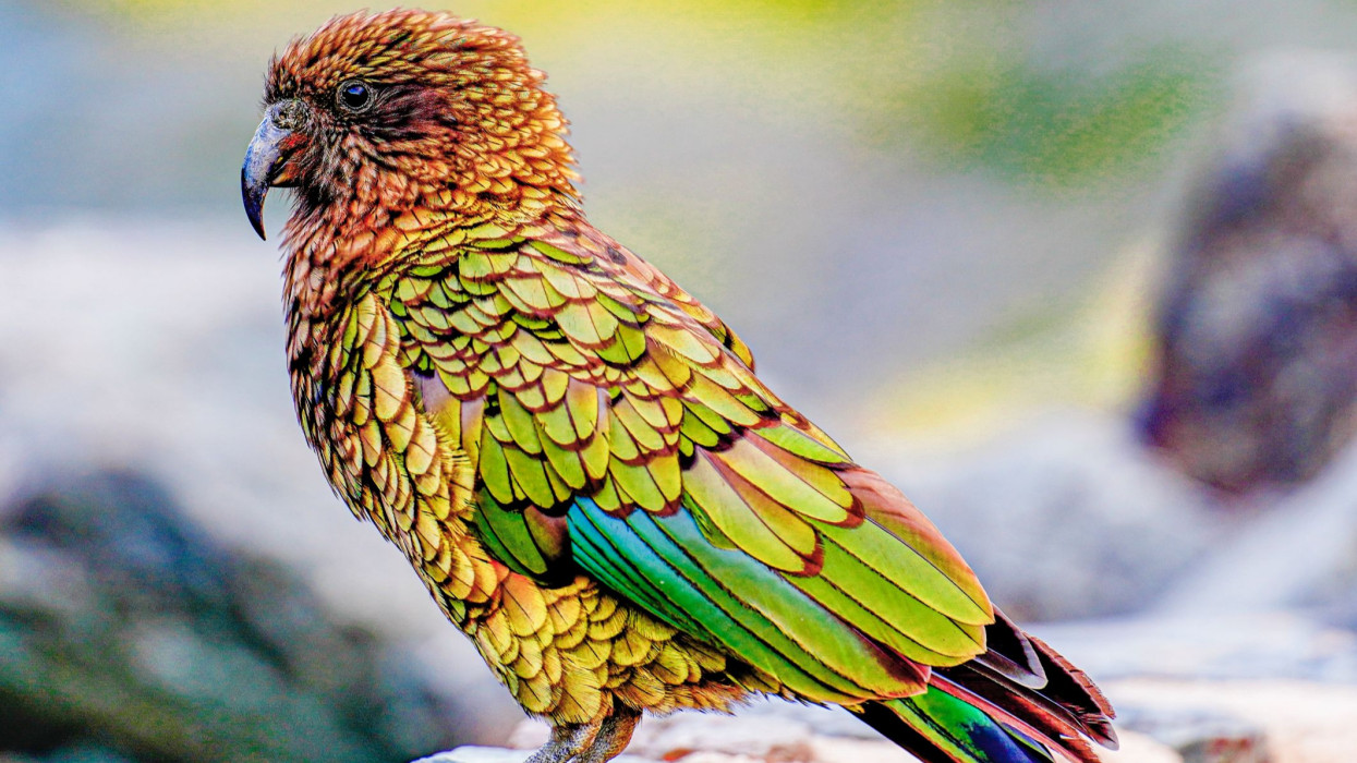 Vége a magánynak! Fiatal kea leányzó költözött a vidéki vadasparkba + Videó