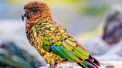 Vége a magánynak! Fiatal kea leányzó költözött a vidéki vadasparkba + Videó