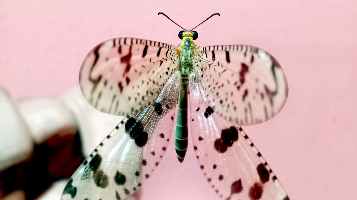 Meglepő győztes, íme Magyarország Év Rovara 2026-ban: 50 ezer forintot ér, jobb, ha elkerülöd!