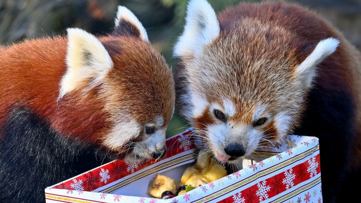 Ellopták a karácsonyi show-t a cuki állatok: különös ajándékozás, egy falatnyi gibbonbébivel - fotók