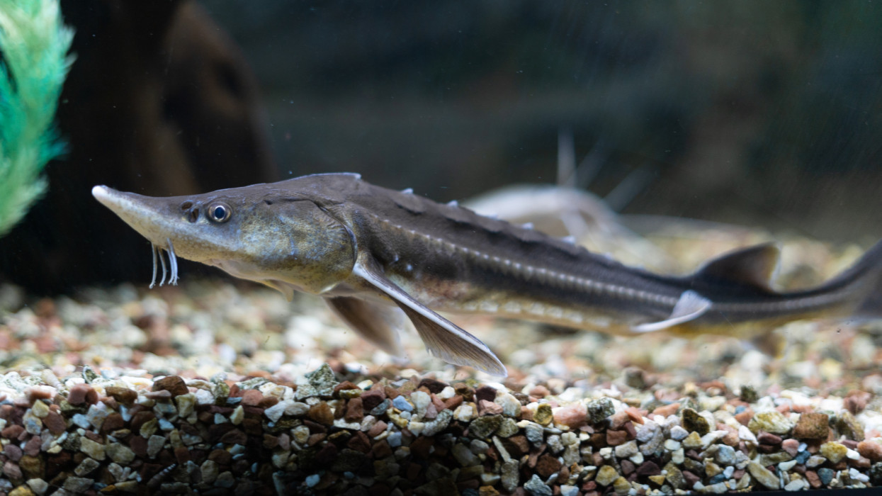 Döntöttek: ez a különleges magyar hal lett az év hala 2026-ban