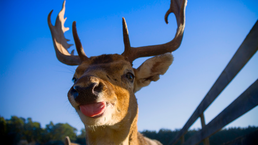 A Skandináv lottó nyerőszámai a 8. héten 2026-ban