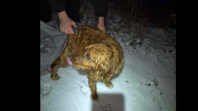 Sokkoló videó került elő: tűzoltók mentették meg a jeges tóba esett vizslát Sándorfalván