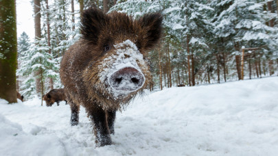 Ennél cukibb videót ma nem látsz: így bújnak össze a dermesztő hidegben a somogyi erdő vadjai