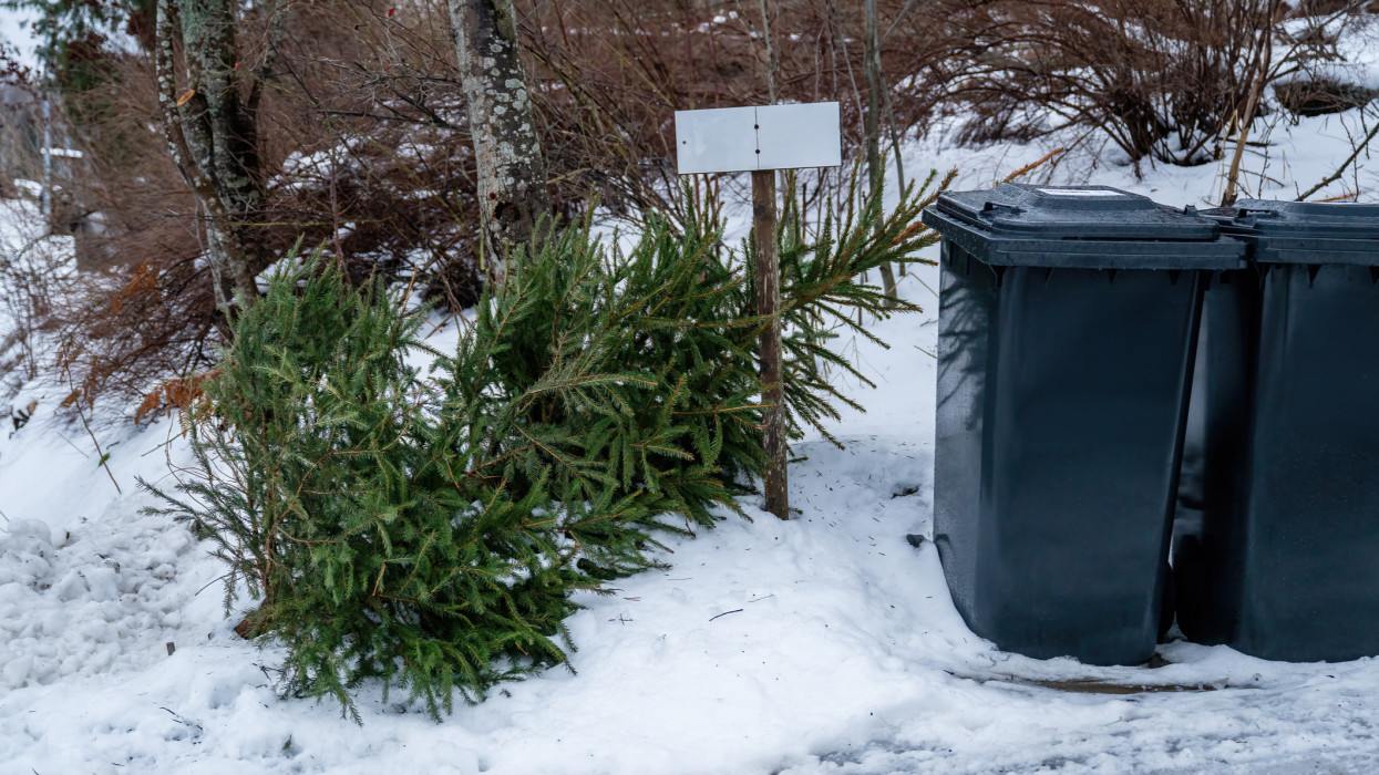 Kezdődik a fenyő elszállítás Budapesten: ide lehet kitenni a karácsonyfákat kerületenként a MOHU térkép szerint