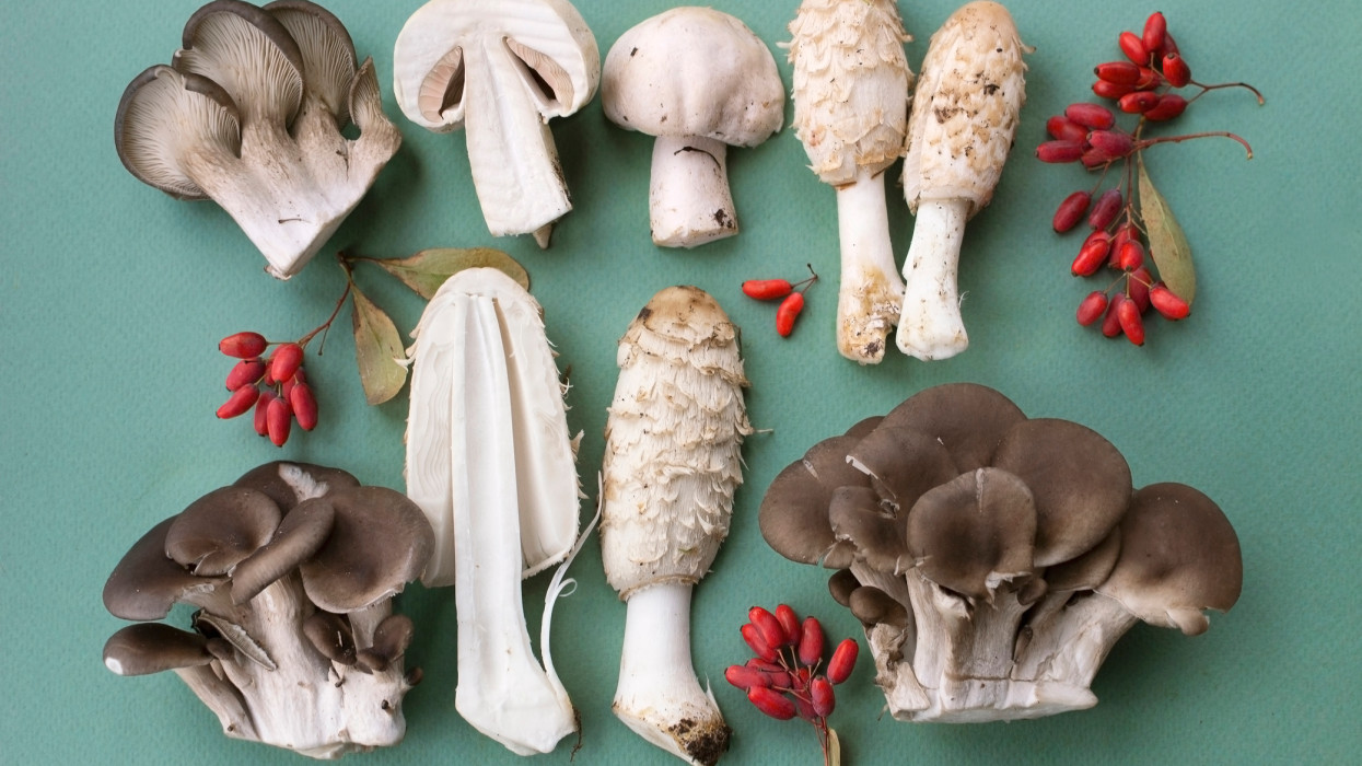 Meglepő győztes, íme Magyarország Év gombája 2026-ban: ezt érdemes tudni róla