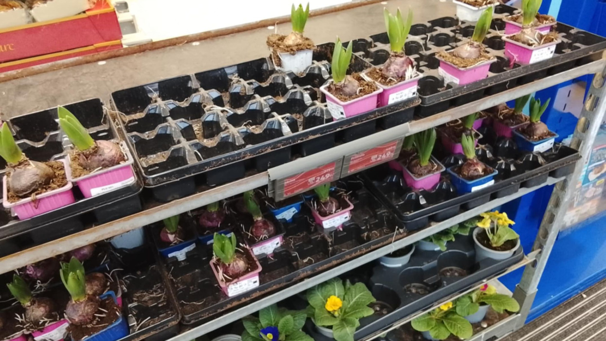 Ideje korán árulják a hazai diszkontok a tavaszi virághagymákat: szakértő árulta el, miért nem szabad megvenni