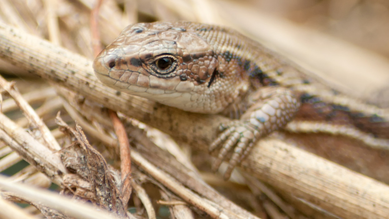 Íme 2026 év vadvirága és hüllője: az Alföld titkos csodája és a klímaváltozás vesztese is főszerepet kapott