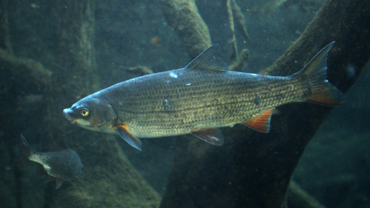 Ezt látni kell: hihetetlen ritka halfajra bukkantak a Tisza-tóban