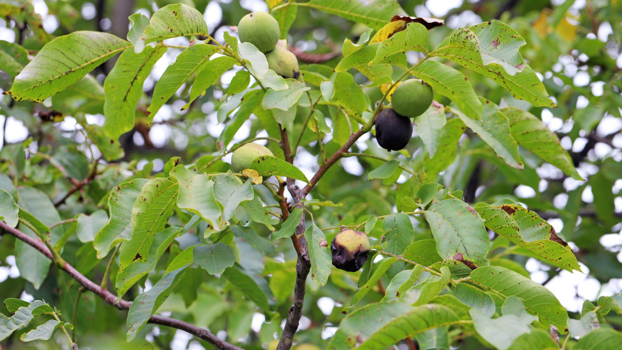 Megöli a kemény fagy a magyar dió legádázabb ellenségét? Most dől el, lesz-e idén olcsó csemege a boltokban
