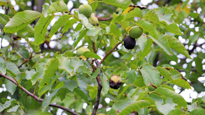 Megöli a kemény fagy a magyar dió legádázabb ellenségét? Most dől el, lesz-e idén olcsó csemege a boltokban