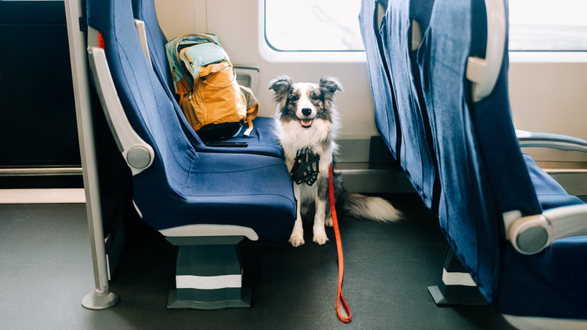 Pókerkészlet, mankó, vívókard és egy tacskó: elképesztő, az emberek miket hagynak a vonatokon