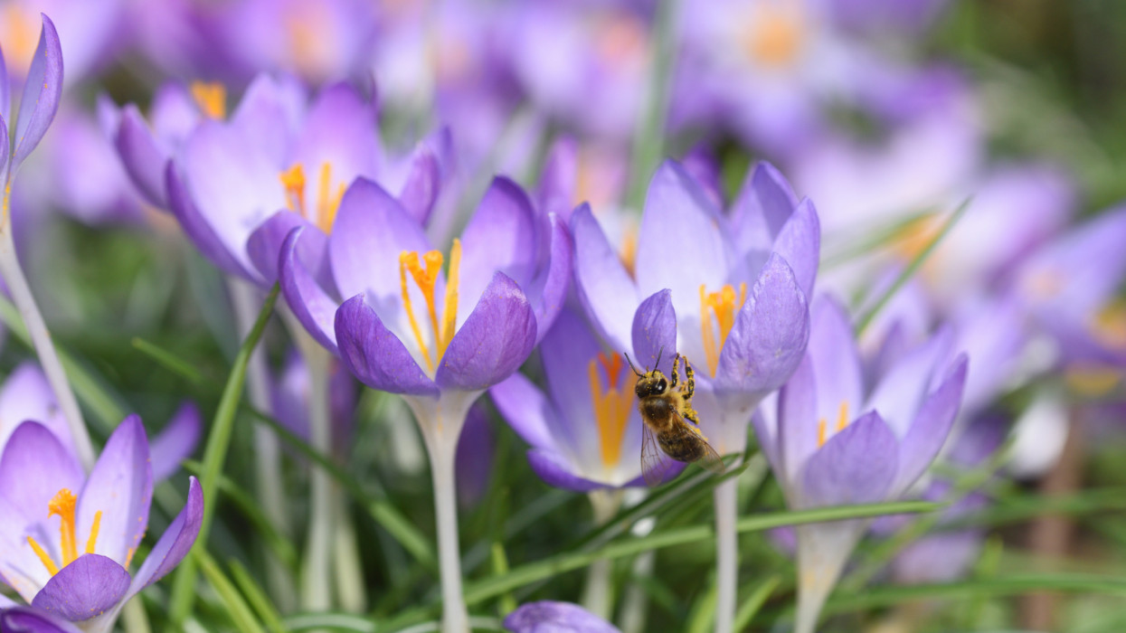 Kvíz: Nyílnak a tavasz első hírnökei! Felismered az év legkorábbi virágait képekről?