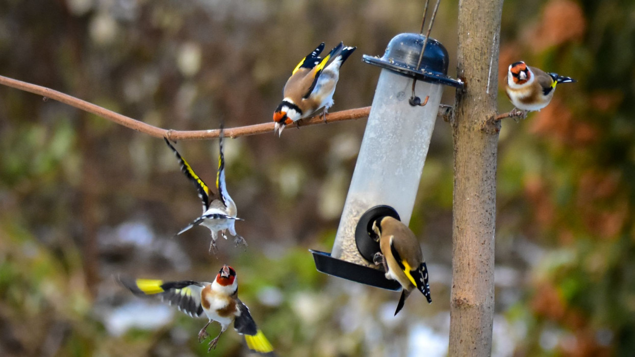 Bakancslistás téli varázslat hazánk egyik legszebb vizes élőhelyén: sétálj rigók és vörösbegyek között!