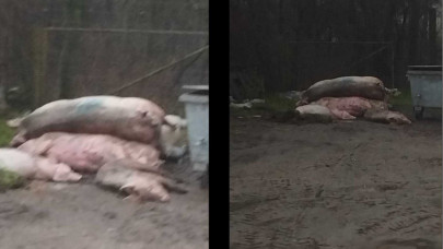 Kész horror: bűzlenek a tetemek egy vasi faluban, döglött disznókat dobtak egy kuka mellé