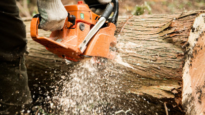 Füstbement magyar erdők: veszélyben az élővilág, védett területeken zúgnak a láncfűrészek + Videó
