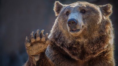 Megvan! Mici és Ursula, a szegedi vadaspark medvéi elárulták: eddig tart idén a tél