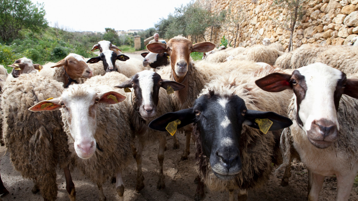 Kecskére a káposztát?! Juhnyáj sétált be egy szombathelyi kertészetbe, meglepődtek a tulajok