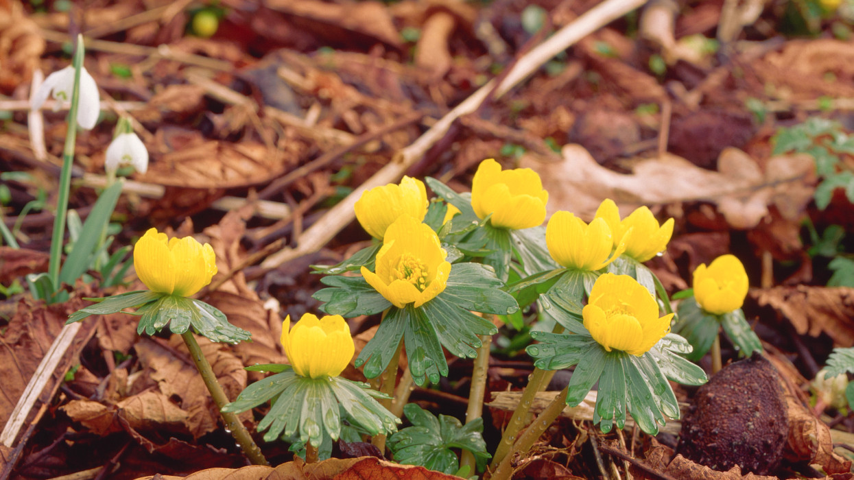 Megrázta magát a tavasz: előbújtak a téltemetők és hóvirágok talán legszebb kertjében