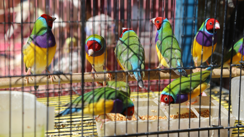 Monori kisállat börze 2026: itt vannak a kisállatvásár dátumai, pontos helyszíne Monor területén belül és minden egyéb tudnivaló