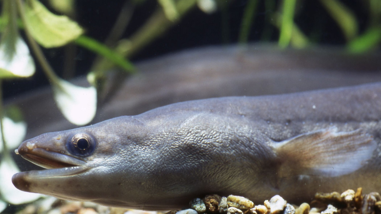 Ritka kígyószerű hal bukkant fel a hazai folyóban: nézzétek mit fogtak Kazincbarcikánál + Fotó