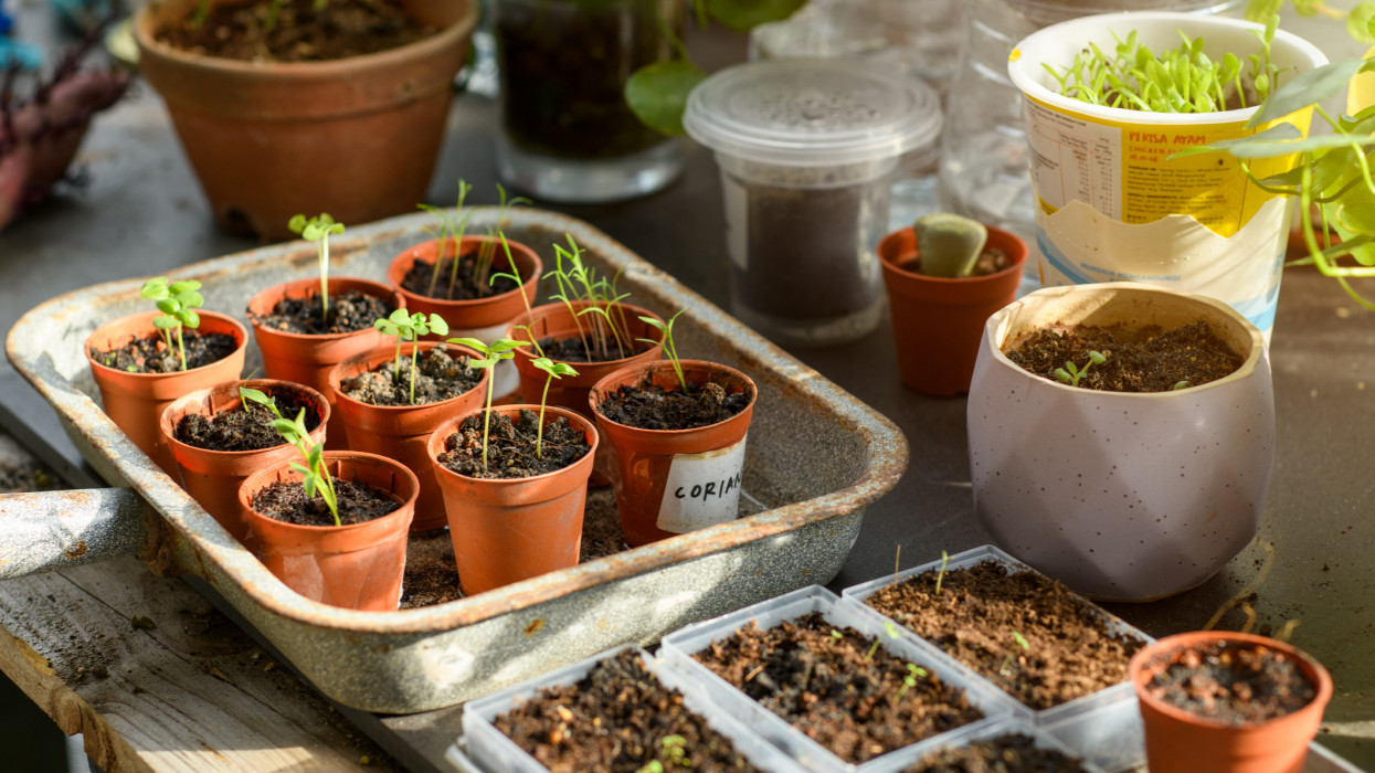 A hazai sztárkertész elárulta: ezek a februári palántanevelés legnagyobb buktatói