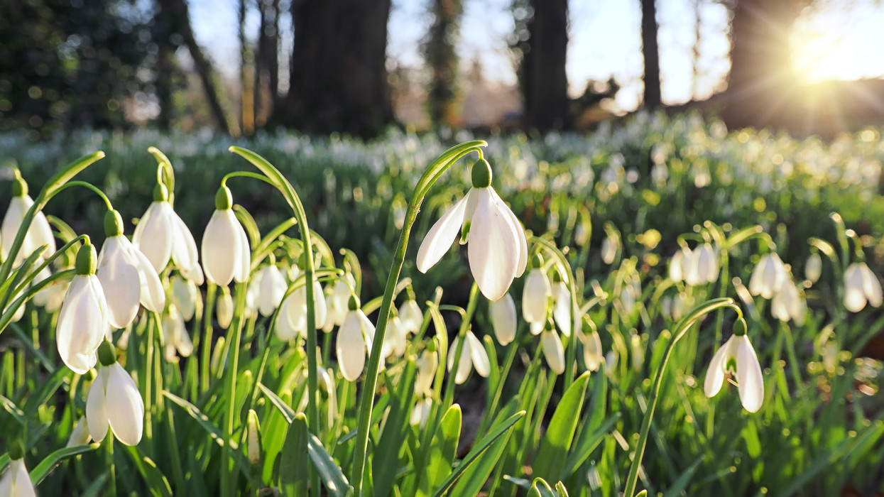 Csípd el a csúcsvirágzást! Indul a hóvirágszezon az ország egyik legszebb arborétumában