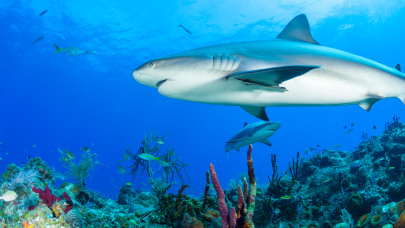 Mesés befektetés: Balogh Petya szállt be a győri fiatalok vállalkozásába