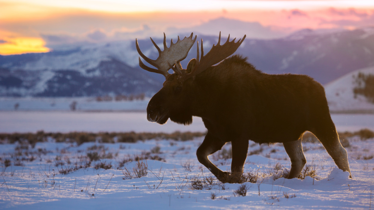 A Skandináv lottó nyerőszámai a 7. héten 2026-ban
