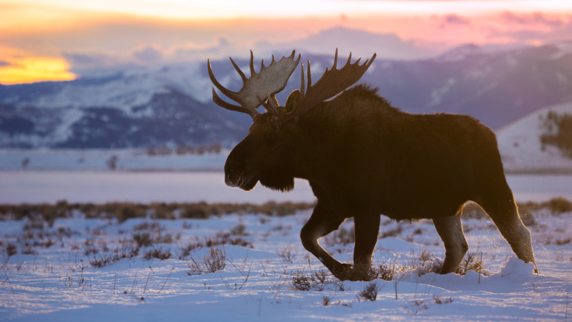A Skandináv lottó nyerőszámai a 7. héten 2026-ban