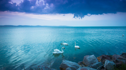Sokk a tóparton: titokzatos hattyúpusztulás borzolja a kedélyeket a Balatonnál + Videó