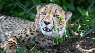 Titkos állatkertet számoltak fel Keszthelyen: lássuk, voltak-e zebrák a Balaton-parti dzsungelben + Videó