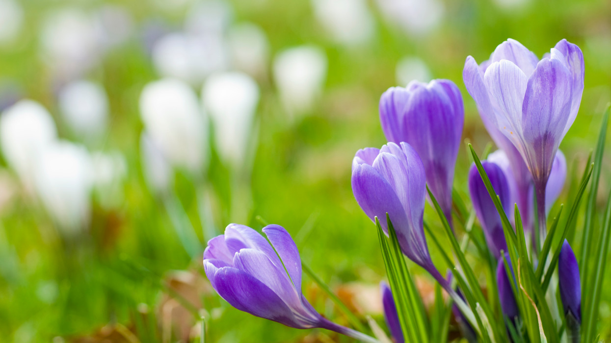 Éledezik már a nyugati végek meseszép botanikus kertje: ezer színben virágoznak a tavasz első hírnökei + Fotók