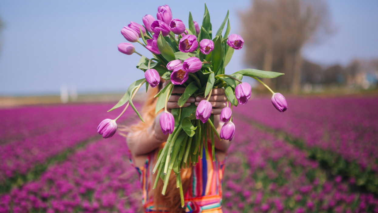 Íme a 2026-os tulipánszüretek első időpontjai: ennyiért szedhetsz csokrokat a legszebb helyeken