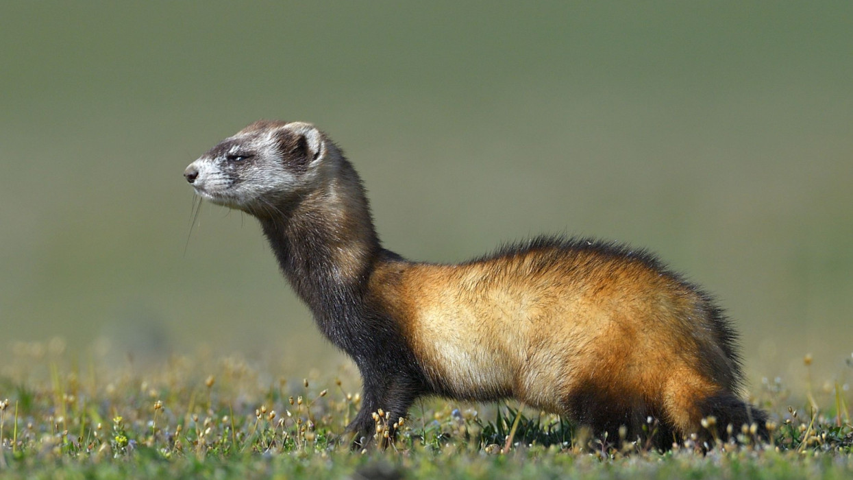 Ördöngös cukiság lett 2026-ban az Év Emlőse: mutatjuk, miért kellene jobban vigyázni rá