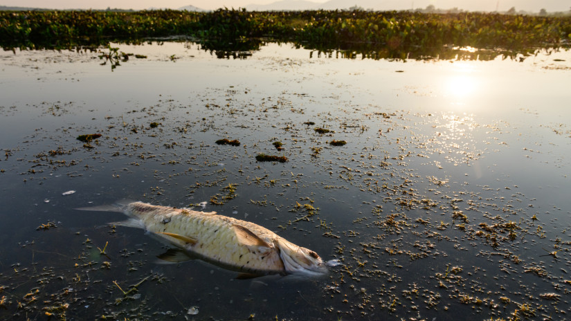 Habzik a patak, pusztulnak a halak: vízszennyezés történt a népszerű horgásztónál