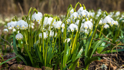 Gumicsizmát fel! Elképesztő látvány fogad az Őrségben: újra megnyílt a híres tőzikés erdő